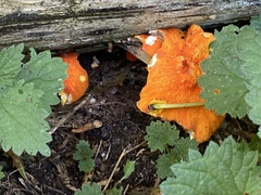 Pluteus aurantiorugosus