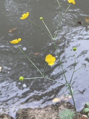 Ranunculus acris