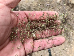 Euphorbia gracillima