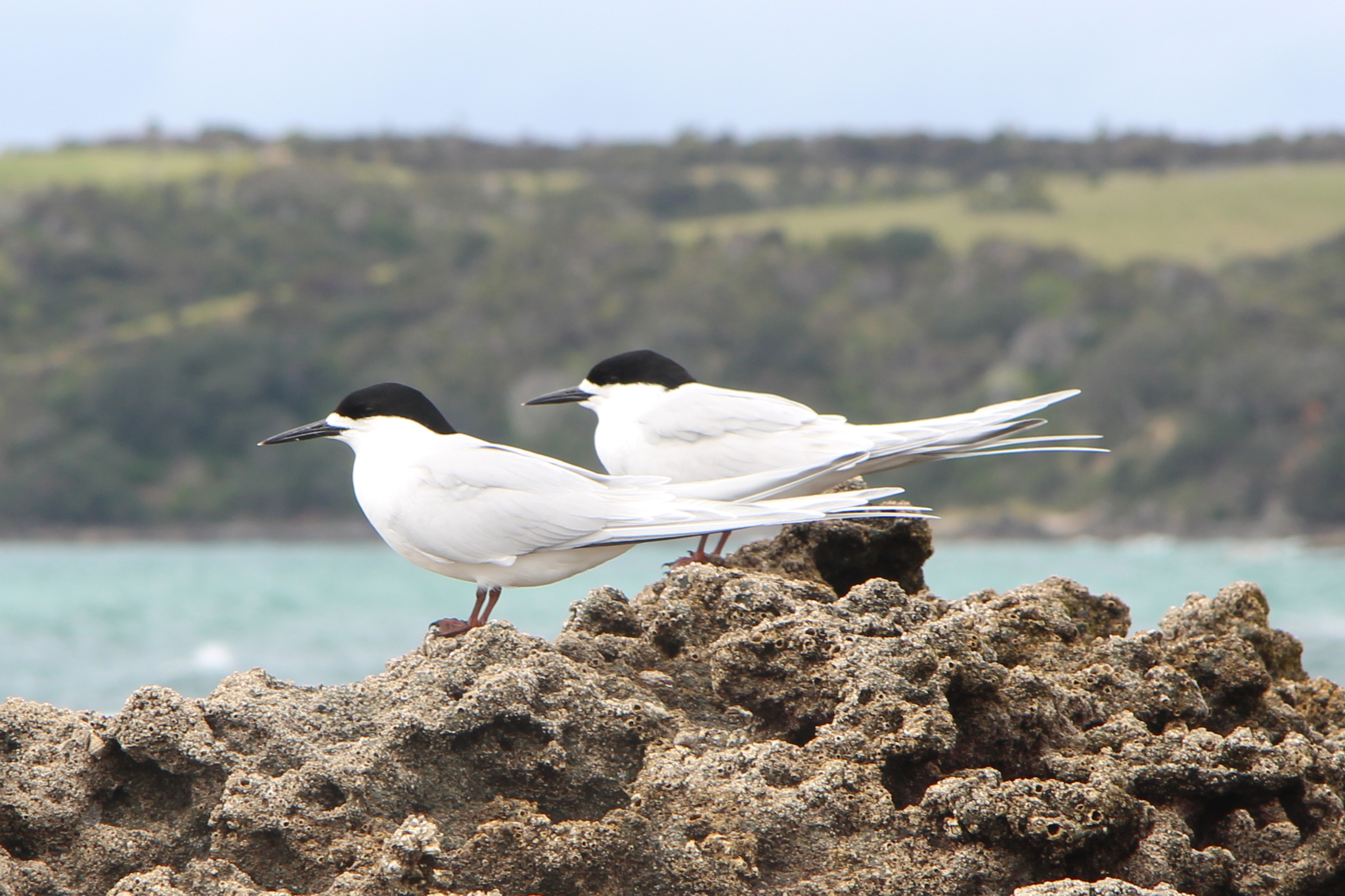 White-fronted Tern illustration
