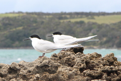 Sterna striata striata