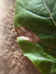 Phyllonorycter
