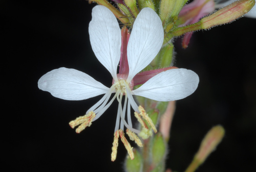 Oenothera gaura