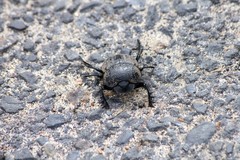 Scarabaeus cicatricosus