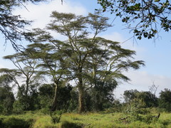 Vachellia xanthophloea