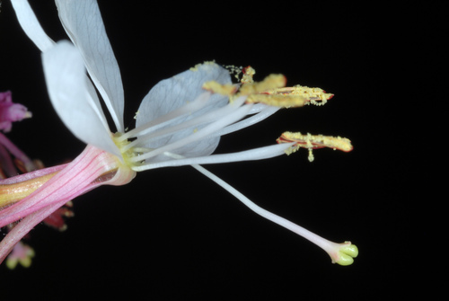 Oenothera gaura