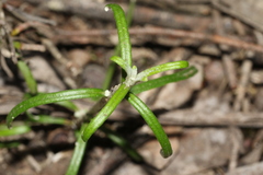 Senecio pinnatifolius