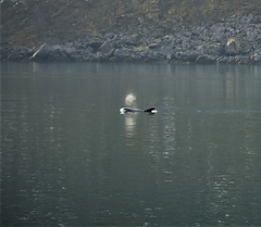 Lagenorhynchus albirostris