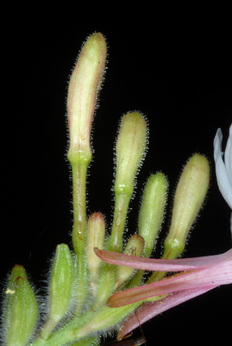 Oenothera gaura