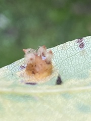 Gymnosporangium sabinae