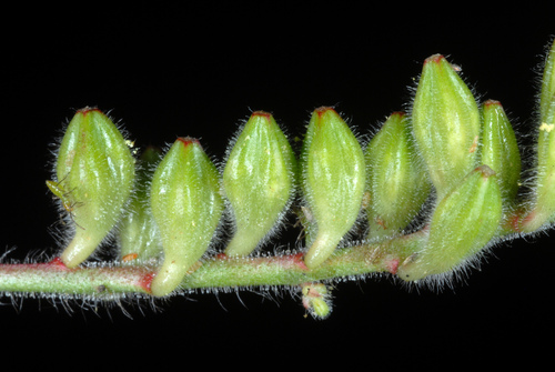 Oenothera gaura