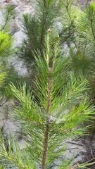 Pinus
