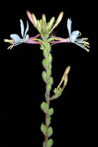 Oenothera gaura
