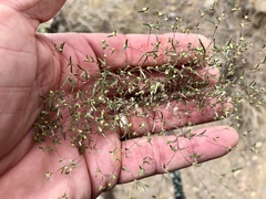 Euphorbia gracillima