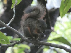 Sciurus granatensis