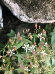 Micranthes petiolaris