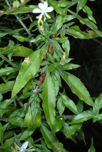 Oenothera gaura