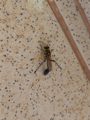 Sceliphron fistularium