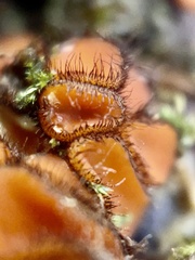 Scutellinia
