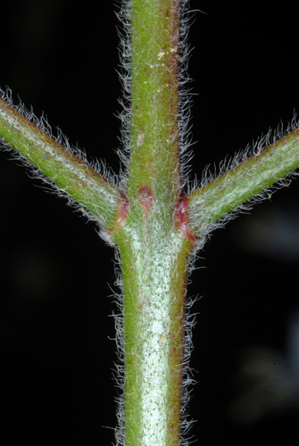Oenothera gaura