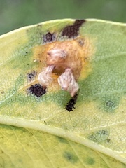 Gymnosporangium sabinae