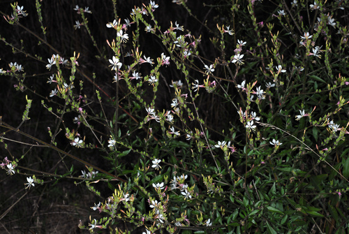 Oenothera gaura