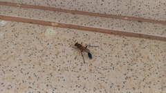 Sceliphron fistularium