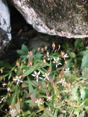 Micranthes petiolaris