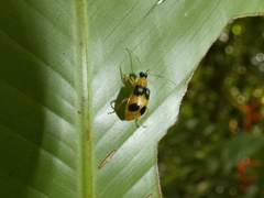 Diabrotica mantillerii