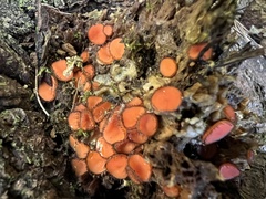 Scutellinia