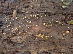 Sphaerosporium lignatile