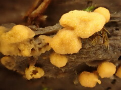 Sphaerosporium lignatile