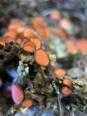 Scutellinia
