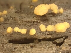 Sphaerosporium lignatile