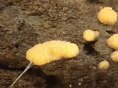 Sphaerosporium lignatile