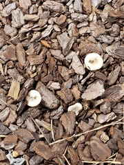 Melanoleuca verrucipes