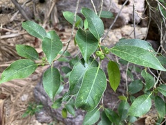 Ficus pertusa