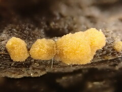 Sphaerosporium lignatile