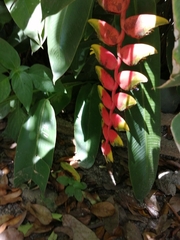 Heliconia rostrata