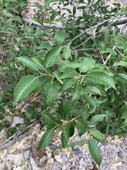 Ficus pertusa