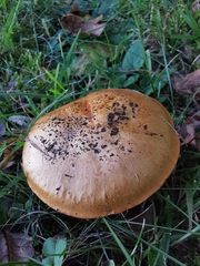 Calonarius elegantior