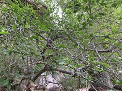 Ficus pertusa