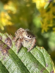Phidippus