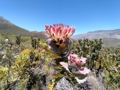 Protea eximia