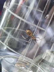 Leptoglossus occidentalis