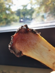 Calonarius elegantior