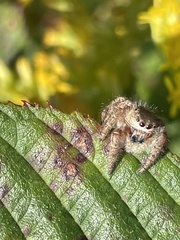Phidippus