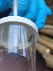 Leptoglossus occidentalis