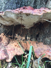 Ganoderma sessile