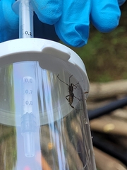 Leptoglossus occidentalis